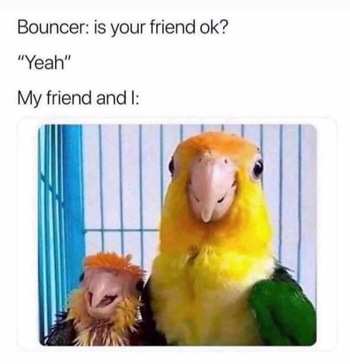 83 Funny Bird Memes For Those Who&rsquo;ve Entered Their &ldquo;Wait, What Bird Is That?&rdquo; Era