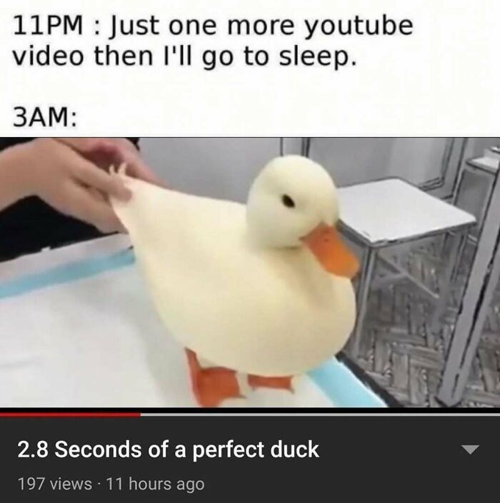 83 Funny Bird Memes For Those Who&rsquo;ve Entered Their &ldquo;Wait, What Bird Is That?&rdquo; Era