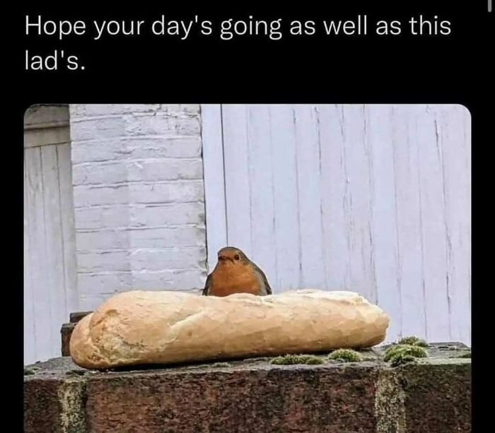 83 Funny Bird Memes For Those Who&rsquo;ve Entered Their &ldquo;Wait, What Bird Is That?&rdquo; Era