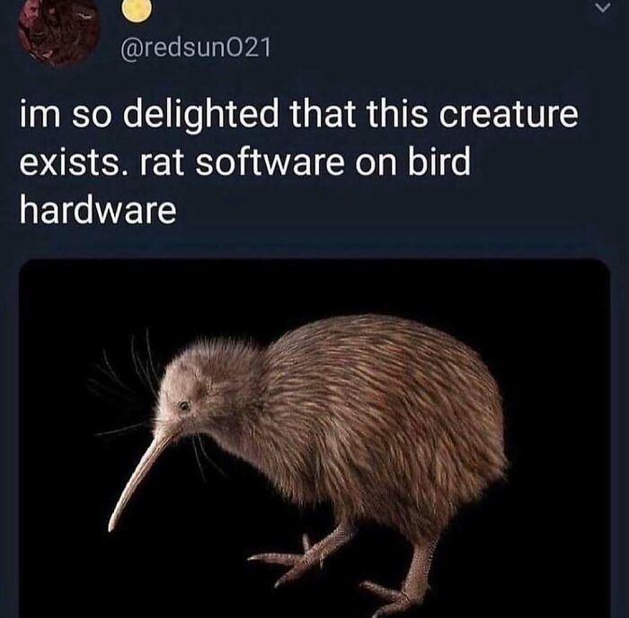 83 Funny Bird Memes For Those Who&rsquo;ve Entered Their &ldquo;Wait, What Bird Is That?&rdquo; Era