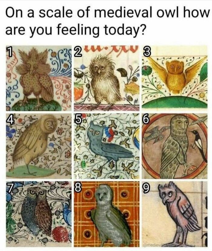 83 Funny Bird Memes For Those Who&rsquo;ve Entered Their &ldquo;Wait, What Bird Is That?&rdquo; Era