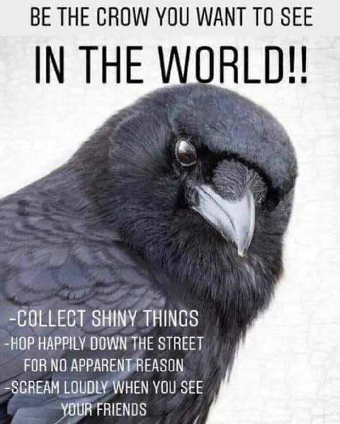 83 Funny Bird Memes For Those Who&rsquo;ve Entered Their &ldquo;Wait, What Bird Is That?&rdquo; Era