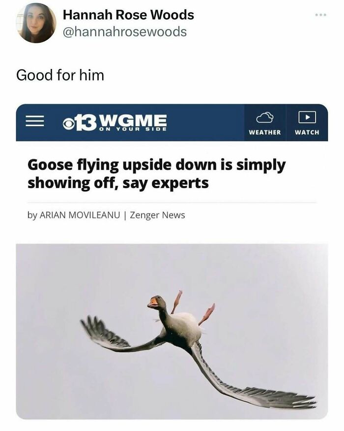 83 Funny Bird Memes For Those Who&rsquo;ve Entered Their &ldquo;Wait, What Bird Is That?&rdquo; Era