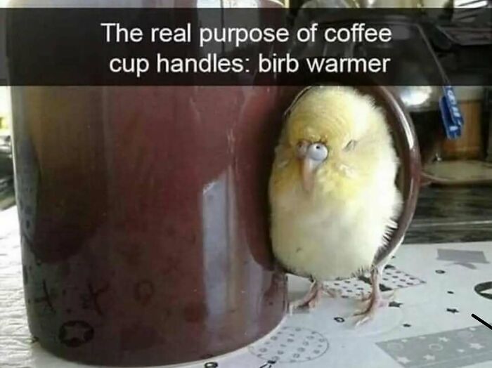 83 Funny Bird Memes For Those Who&rsquo;ve Entered Their &ldquo;Wait, What Bird Is That?&rdquo; Era