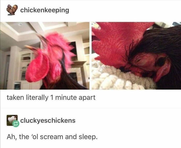 83 Funny Bird Memes For Those Who&rsquo;ve Entered Their &ldquo;Wait, What Bird Is That?&rdquo; Era