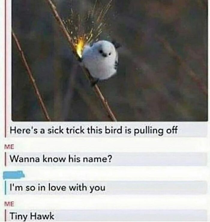 83 Funny Bird Memes For Those Who&rsquo;ve Entered Their &ldquo;Wait, What Bird Is That?&rdquo; Era