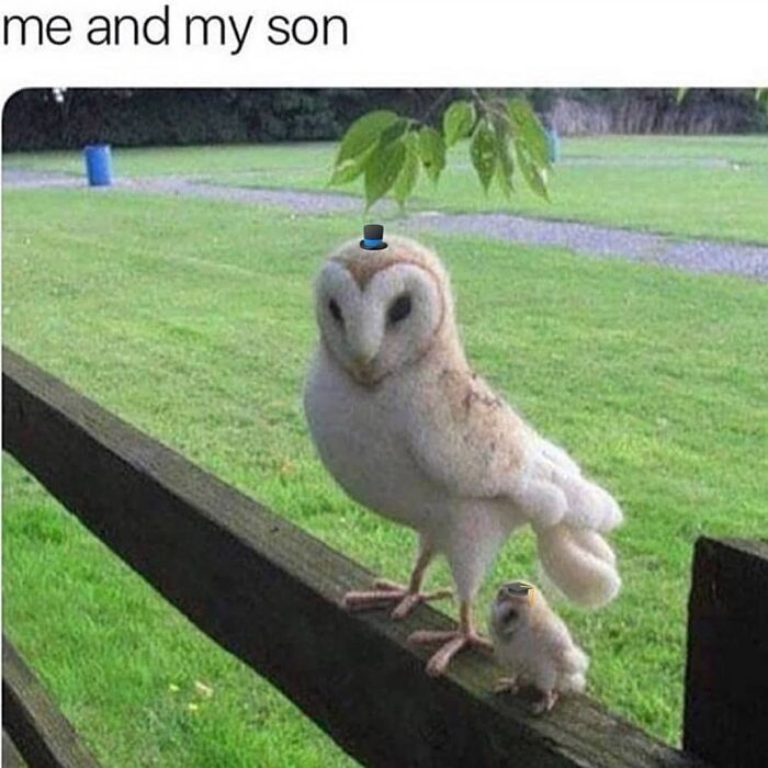 83 Funny Bird Memes For Those Who&rsquo;ve Entered Their &ldquo;Wait, What Bird Is That?&rdquo; Era