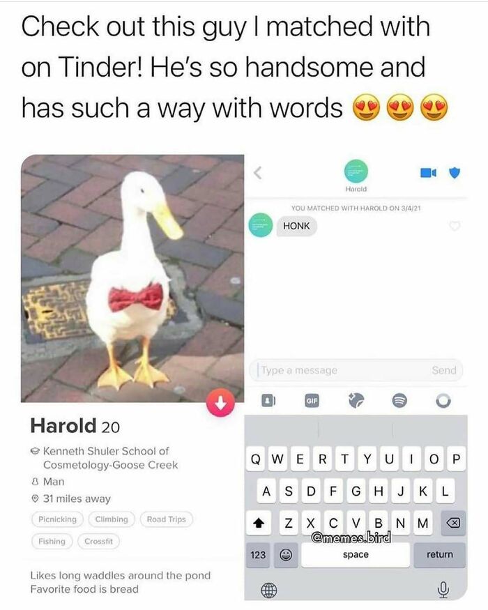 83 Funny Bird Memes For Those Who&rsquo;ve Entered Their &ldquo;Wait, What Bird Is That?&rdquo; Era
