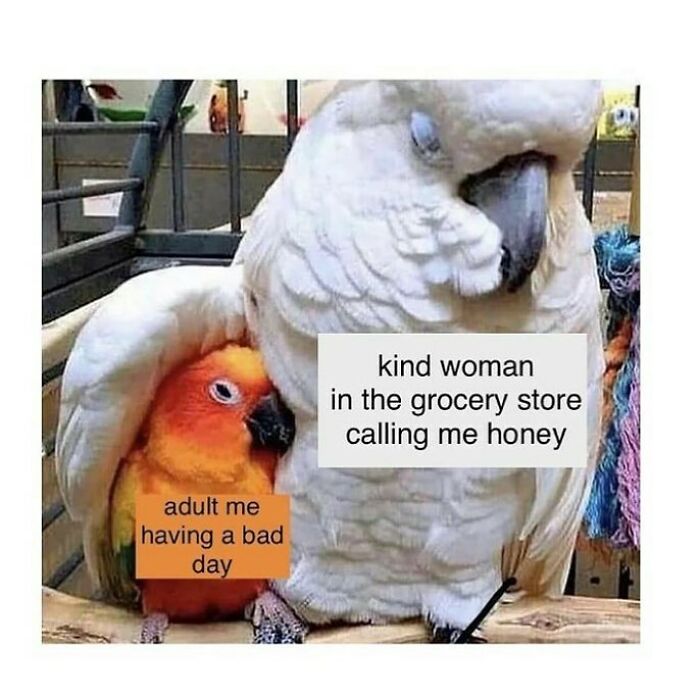 83 Funny Bird Memes For Those Who&rsquo;ve Entered Their &ldquo;Wait, What Bird Is That?&rdquo; Era