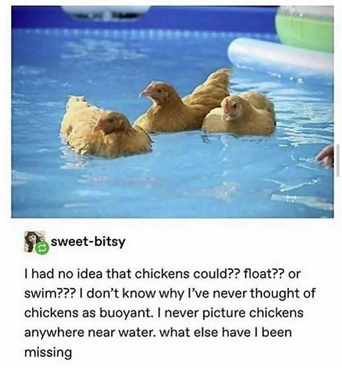83 Funny Bird Memes For Those Who&rsquo;ve Entered Their &ldquo;Wait, What Bird Is That?&rdquo; Era