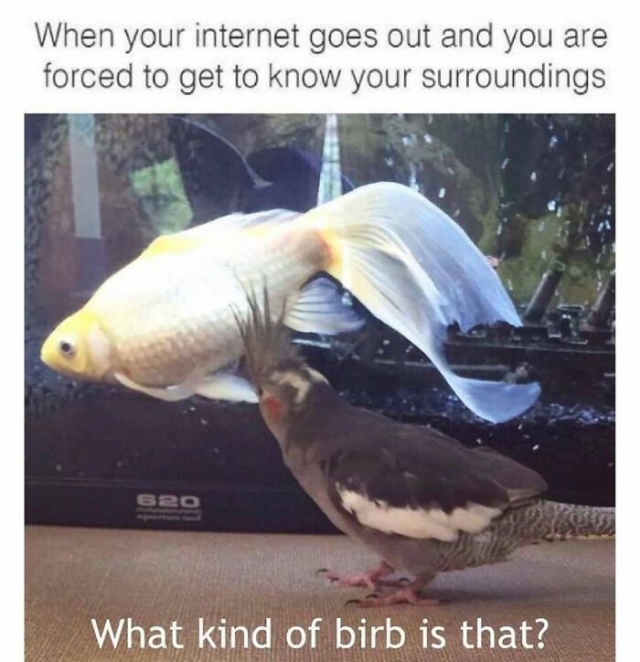 83 Funny Bird Memes For Those Who&rsquo;ve Entered Their &ldquo;Wait, What Bird Is That?&rdquo; Era