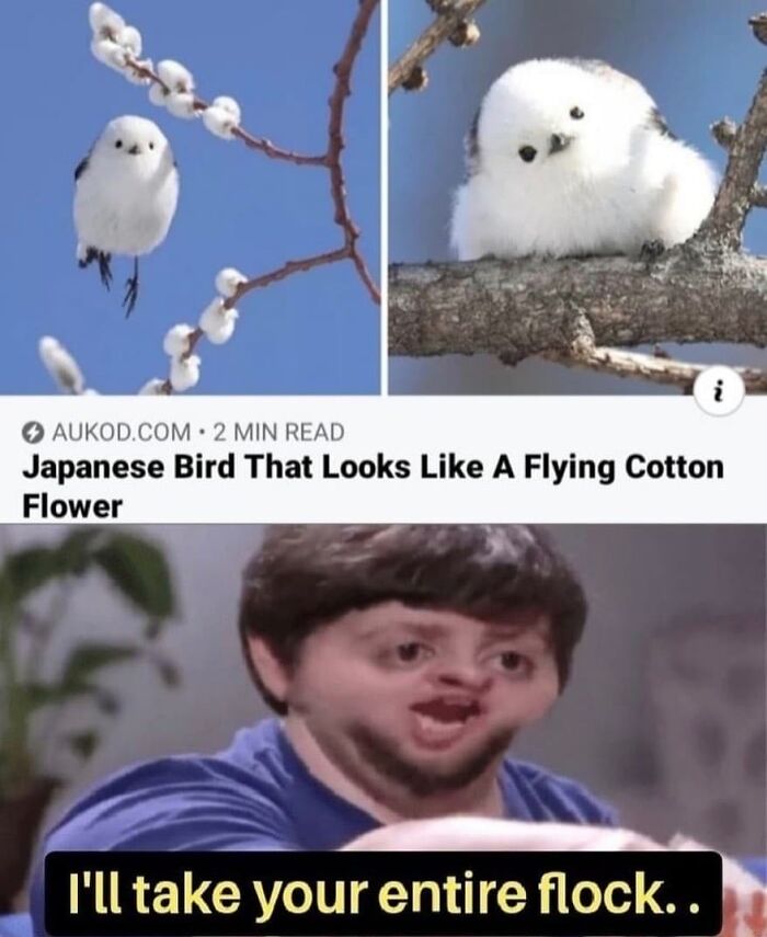 83 Funny Bird Memes For Those Who&rsquo;ve Entered Their &ldquo;Wait, What Bird Is That?&rdquo; Era