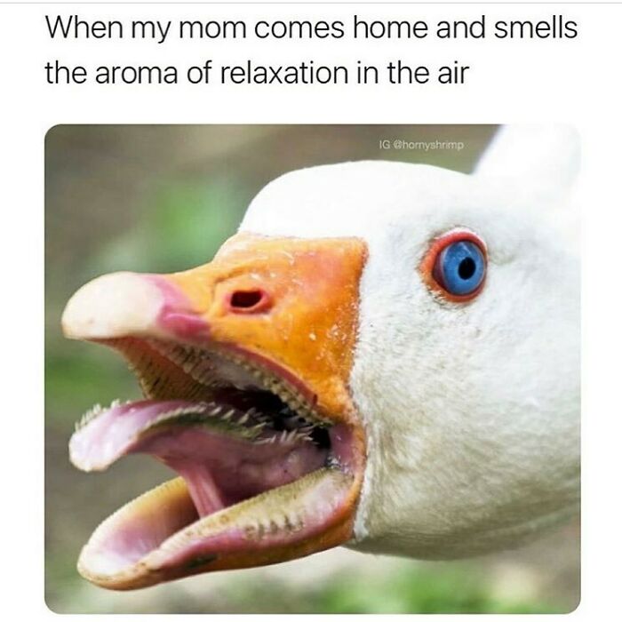83 Funny Bird Memes For Those Who&rsquo;ve Entered Their &ldquo;Wait, What Bird Is That?&rdquo; Era