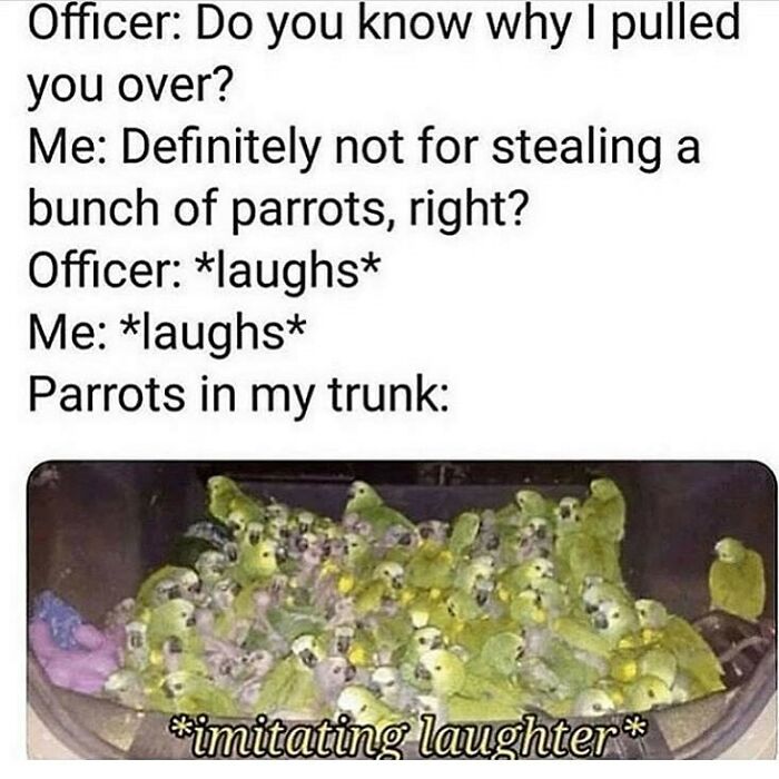 83 Funny Bird Memes For Those Who&rsquo;ve Entered Their &ldquo;Wait, What Bird Is That?&rdquo; Era