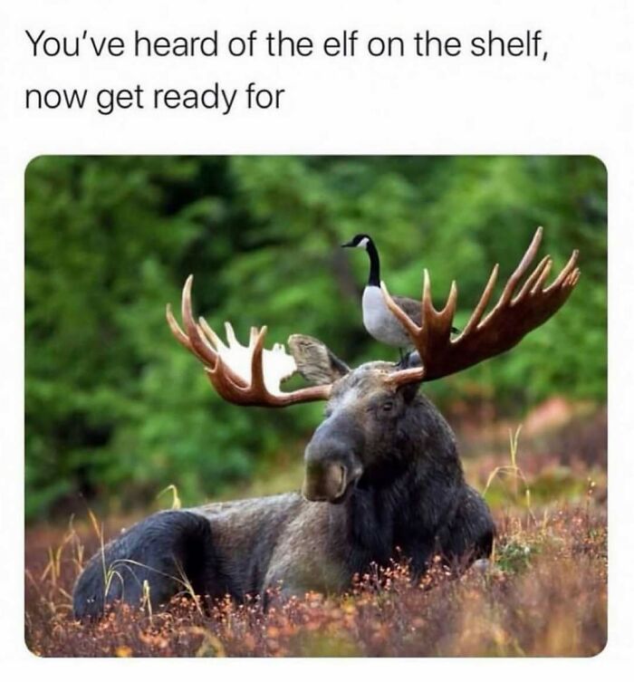 83 Funny Bird Memes For Those Who&rsquo;ve Entered Their &ldquo;Wait, What Bird Is That?&rdquo; Era