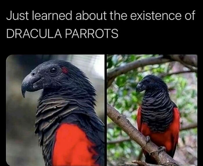 83 Funny Bird Memes For Those Who&rsquo;ve Entered Their &ldquo;Wait, What Bird Is That?&rdquo; Era