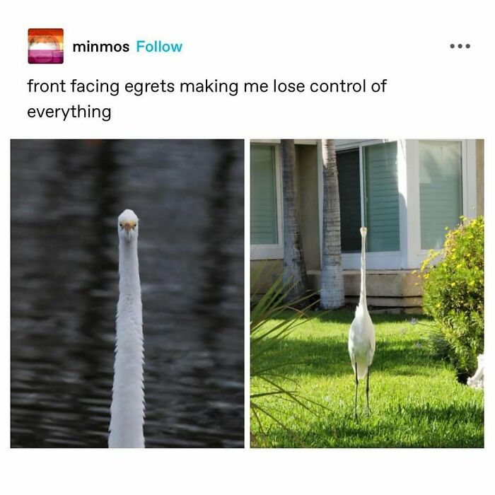 83 Funny Bird Memes For Those Who&rsquo;ve Entered Their &ldquo;Wait, What Bird Is That?&rdquo; Era