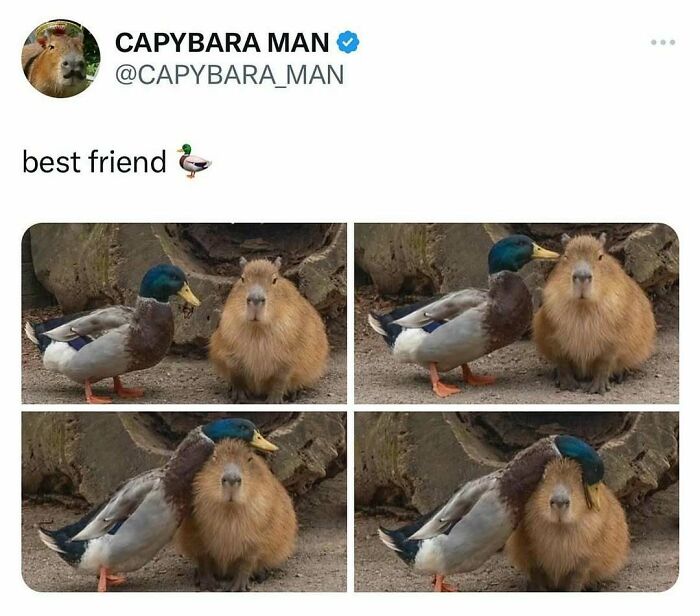 83 Funny Bird Memes For Those Who&rsquo;ve Entered Their &ldquo;Wait, What Bird Is That?&rdquo; Era