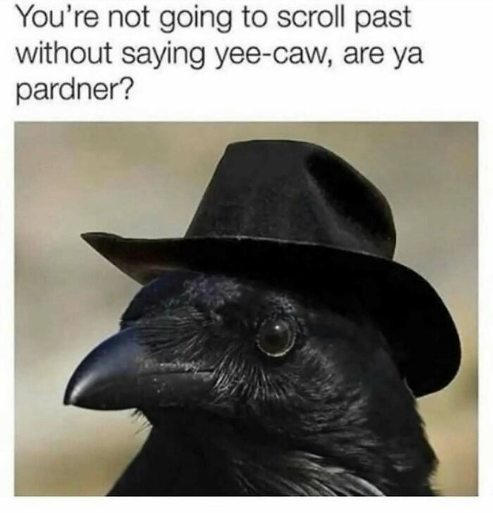 83 Funny Bird Memes For Those Who&rsquo;ve Entered Their &ldquo;Wait, What Bird Is That?&rdquo; Era