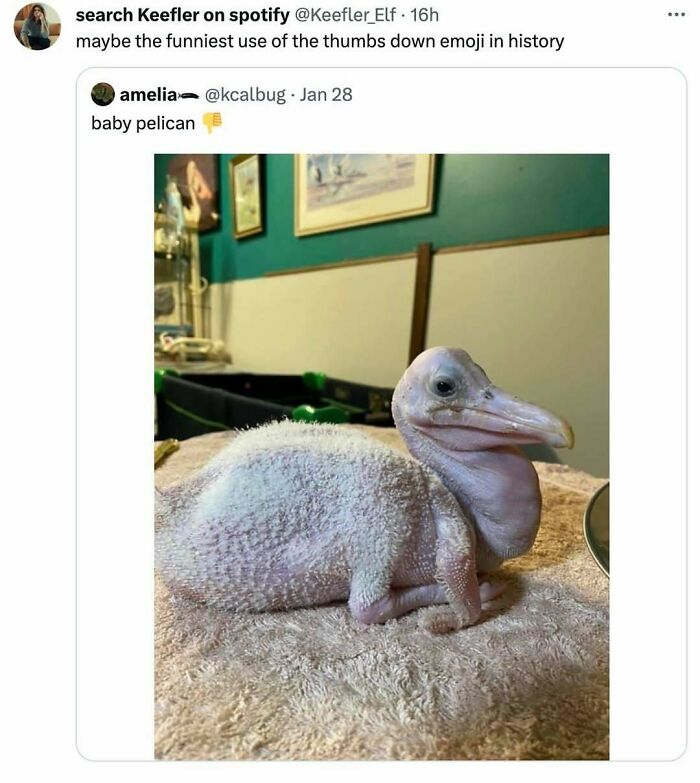 83 Funny Bird Memes For Those Who&rsquo;ve Entered Their &ldquo;Wait, What Bird Is That?&rdquo; Era