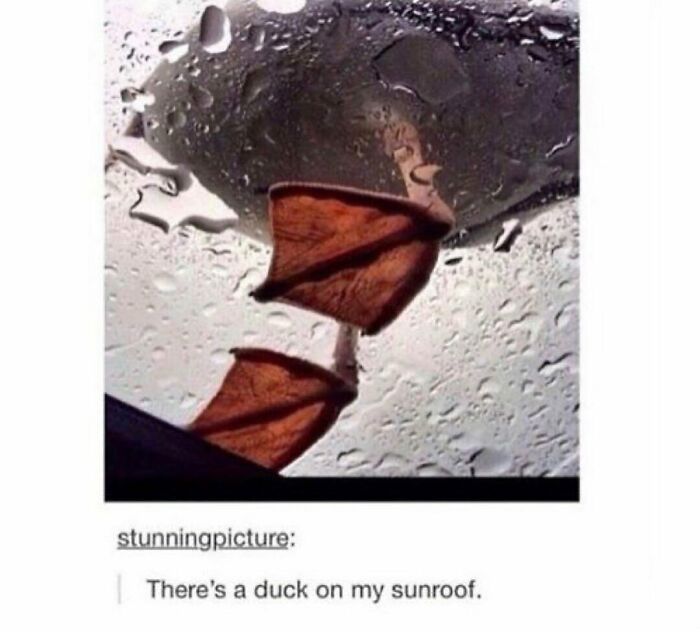 83 Funny Bird Memes For Those Who&rsquo;ve Entered Their &ldquo;Wait, What Bird Is That?&rdquo; Era