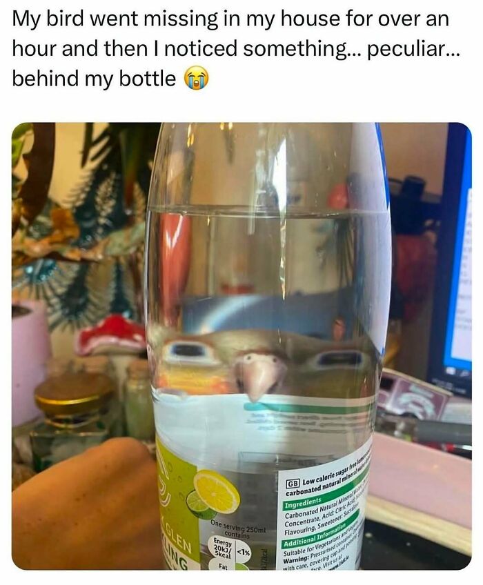 83 Funny Bird Memes For Those Who&rsquo;ve Entered Their &ldquo;Wait, What Bird Is That?&rdquo; Era