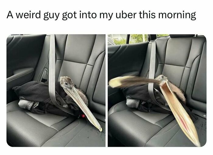 83 Funny Bird Memes For Those Who&rsquo;ve Entered Their &ldquo;Wait, What Bird Is That?&rdquo; Era
