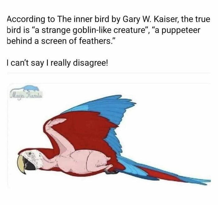83 Funny Bird Memes For Those Who&rsquo;ve Entered Their &ldquo;Wait, What Bird Is That?&rdquo; Era