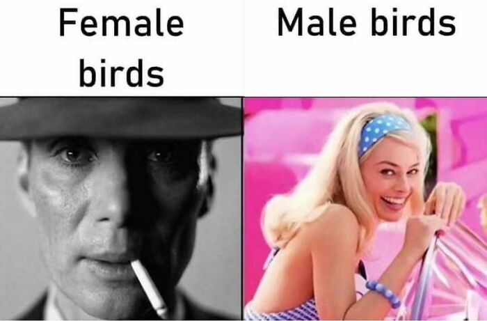 83 Funny Bird Memes For Those Who&rsquo;ve Entered Their &ldquo;Wait, What Bird Is That?&rdquo; Era