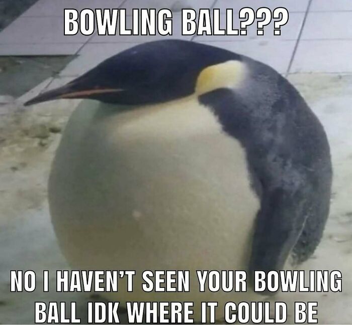 83 Funny Bird Memes For Those Who&rsquo;ve Entered Their &ldquo;Wait, What Bird Is That?&rdquo; Era