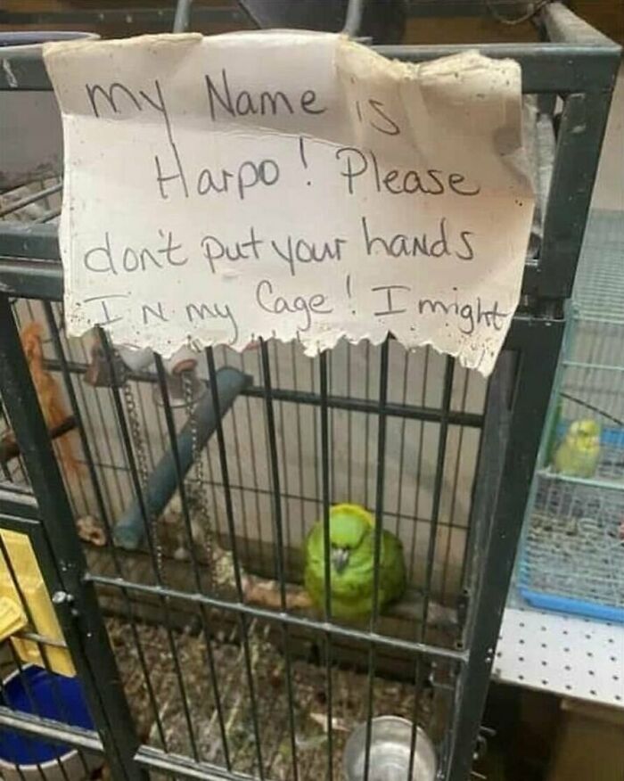 83 Funny Bird Memes For Those Who&rsquo;ve Entered Their &ldquo;Wait, What Bird Is That?&rdquo; Era