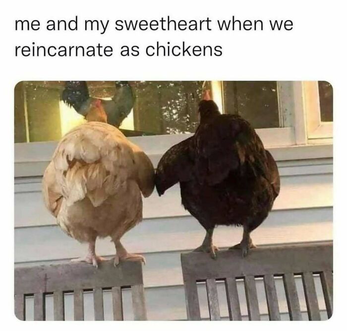 83 Funny Bird Memes For Those Who&rsquo;ve Entered Their &ldquo;Wait, What Bird Is That?&rdquo; Era