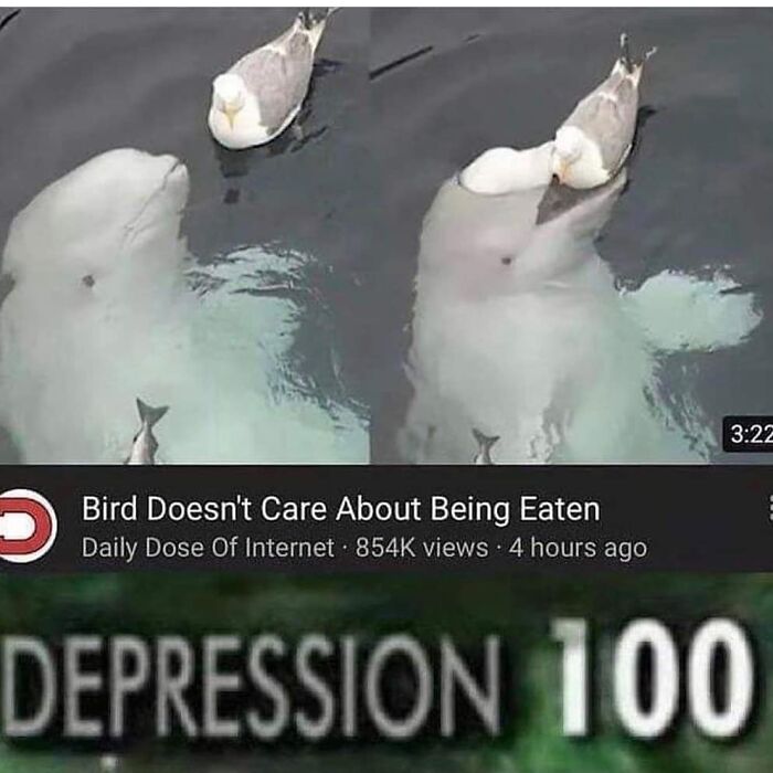 83 Funny Bird Memes For Those Who&rsquo;ve Entered Their &ldquo;Wait, What Bird Is That?&rdquo; Era