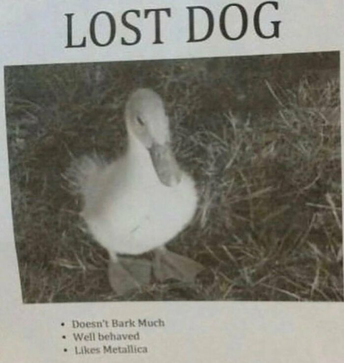 83 Funny Bird Memes For Those Who&rsquo;ve Entered Their &ldquo;Wait, What Bird Is That?&rdquo; Era