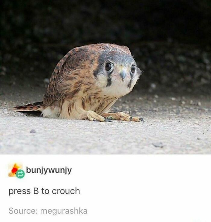 83 Funny Bird Memes For Those Who&rsquo;ve Entered Their &ldquo;Wait, What Bird Is That?&rdquo; Era