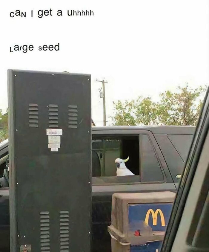 83 Funny Bird Memes For Those Who&rsquo;ve Entered Their &ldquo;Wait, What Bird Is That?&rdquo; Era