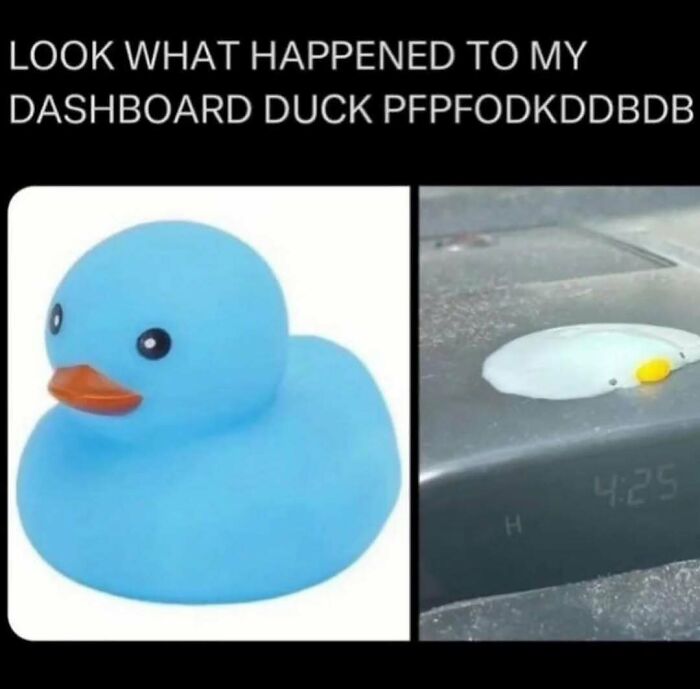 83 Funny Bird Memes For Those Who&rsquo;ve Entered Their &ldquo;Wait, What Bird Is That?&rdquo; Era