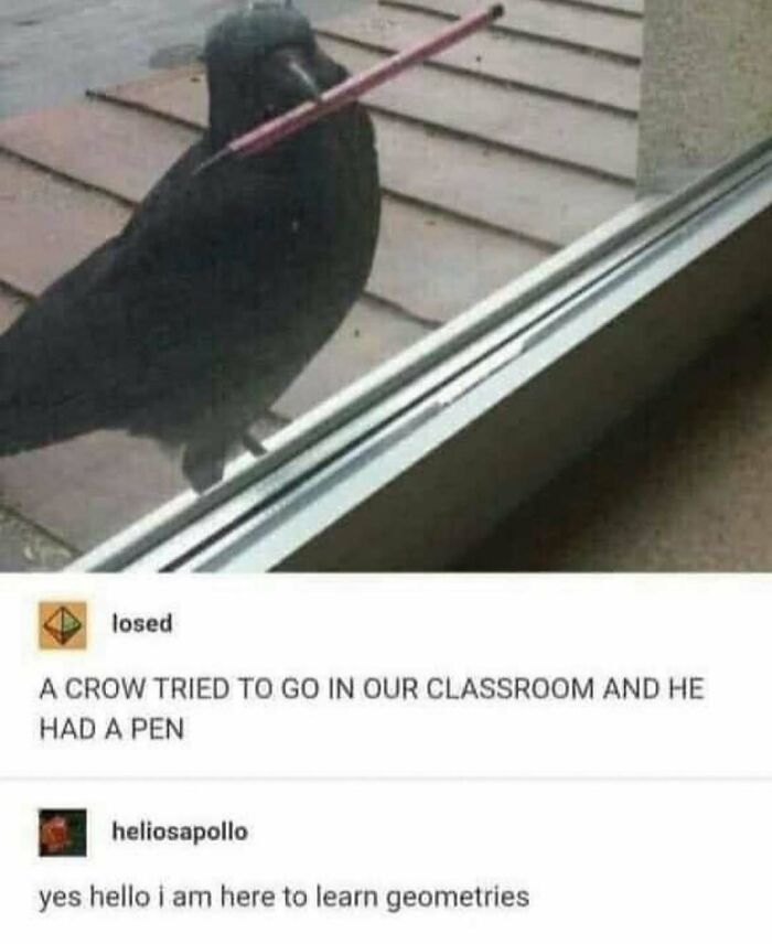83 Funny Bird Memes For Those Who&rsquo;ve Entered Their &ldquo;Wait, What Bird Is That?&rdquo; Era