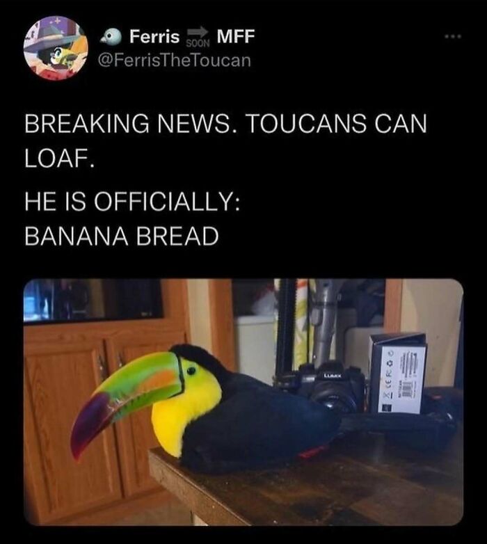 83 Funny Bird Memes For Those Who&rsquo;ve Entered Their &ldquo;Wait, What Bird Is That?&rdquo; Era