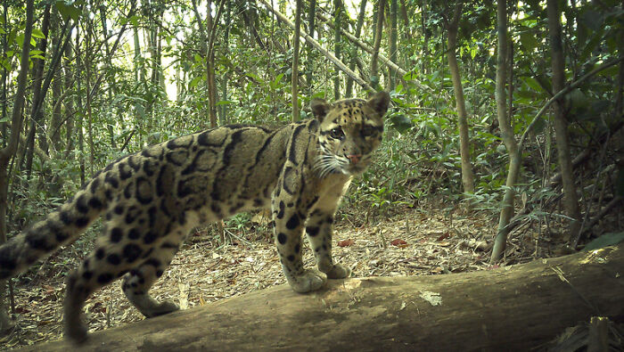 Camera Traps Capture Rare Wildlife In Remote Asian Forest, Here Are 69 Photos