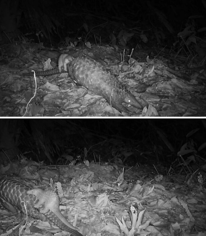 Camera Traps Capture Rare Wildlife In Remote Asian Forest, Here Are 69 Photos
