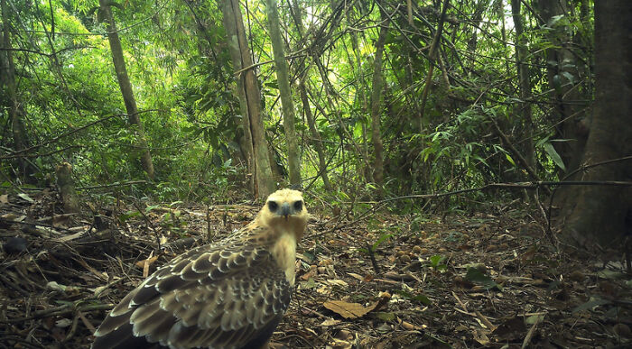 Camera Traps Capture Rare Wildlife In Remote Asian Forest, Here Are 69 Photos