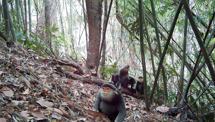 Camera Traps Capture Rare Wildlife In Remote Asian Forest, Here Are 69 Photos