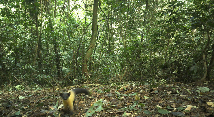 Camera Traps Capture Rare Wildlife In Remote Asian Forest, Here Are 69 Photos