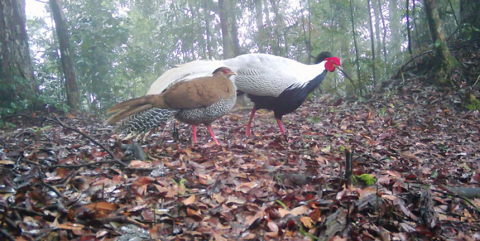 Camera Traps Capture Rare Wildlife In Remote Asian Forest, Here Are 69 Photos
