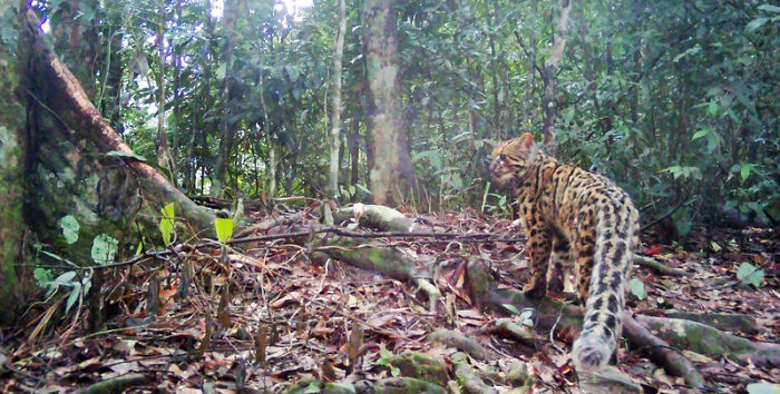 Camera Traps Capture Rare Wildlife In Remote Asian Forest, Here Are 69 Photos