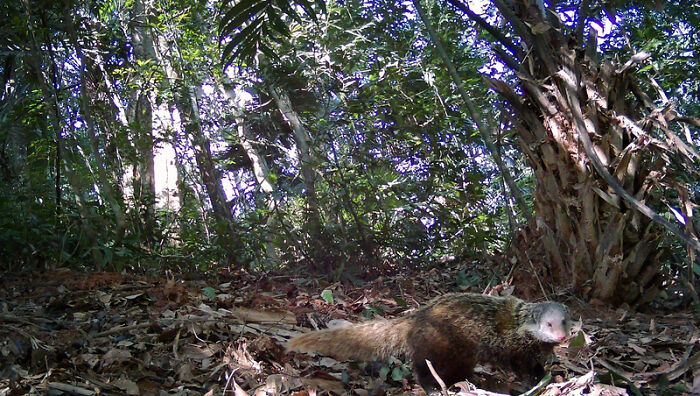 Camera Traps Capture Rare Wildlife In Remote Asian Forest, Here Are 69 Photos