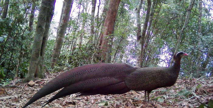 Camera Traps Capture Rare Wildlife In Remote Asian Forest, Here Are 69 Photos