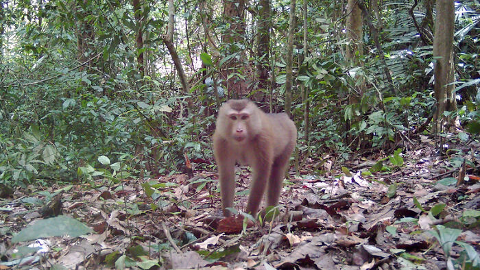 Camera Traps Capture Rare Wildlife In Remote Asian Forest, Here Are 69 Photos