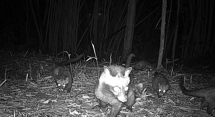 Camera Traps Capture Rare Wildlife In Remote Asian Forest, Here Are 69 Photos